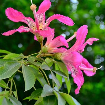 关于“开云电竞APP”下载手机版截图